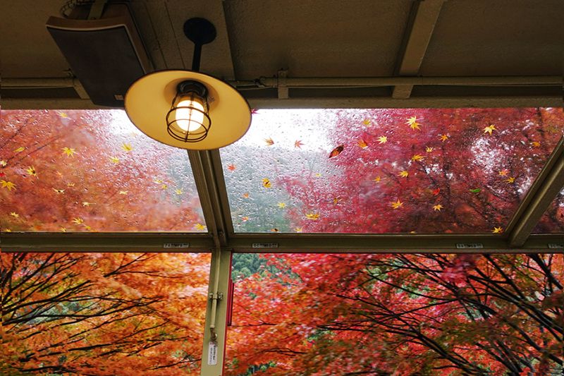 A Fall view of a window. Learn the Facts About Carbon Monoxide.